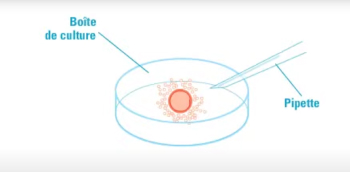 illustration d'un schéma d'une pipette et d'une boite de culture avec un ovocyte à l'intérieur