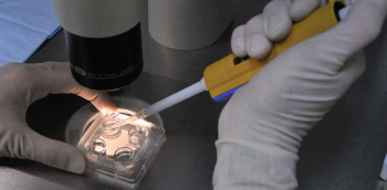 analyse des spermatozoïdes au microscope